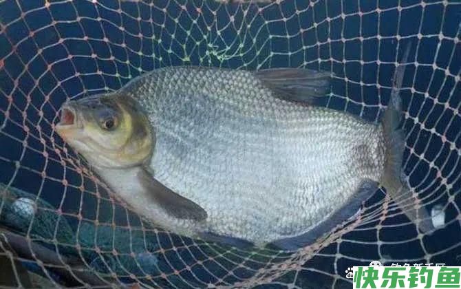 钓鳊鱼怎么调漂效果好？