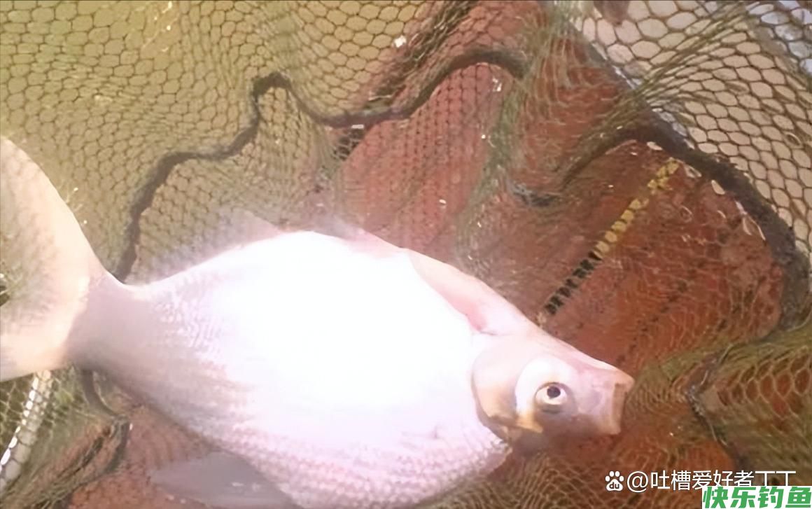 钓鳊鱼技巧及饵料配方