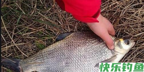 钓鳊鱼的最佳季节，钓鳊鱼的最佳时间