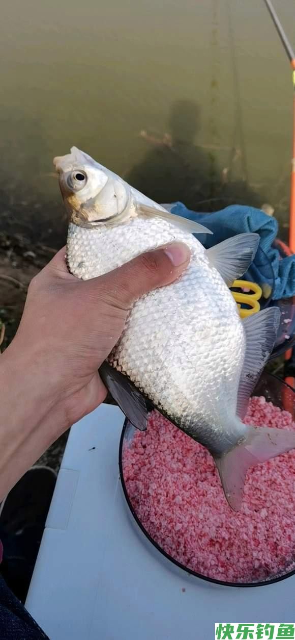 暮春野钓鳊鱼全攻略，在这个水层活跃，一来