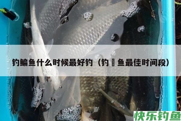 钓鳊鱼什么时候最好钓（钓鮰鱼最佳时间段）
