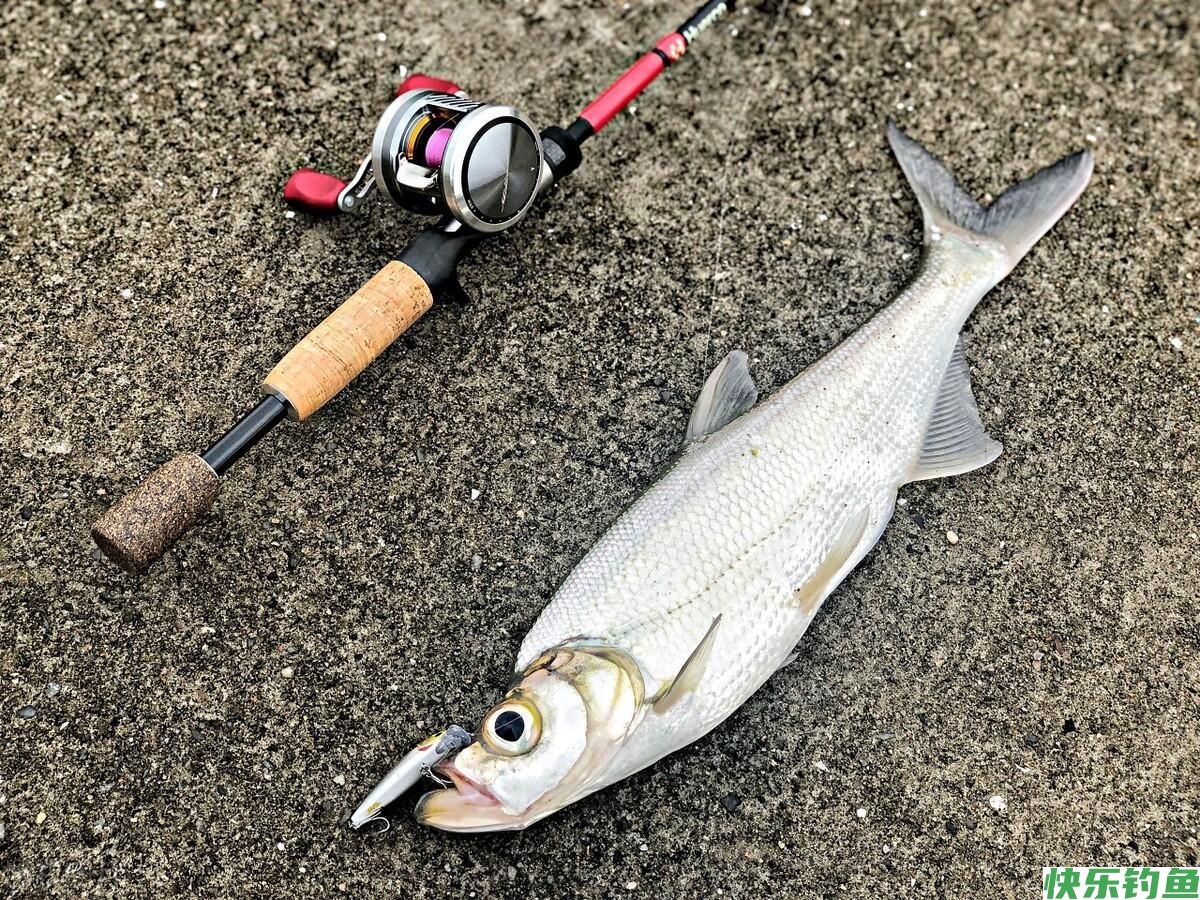 春分过后，钓鱼黄金季不要错过！这些鱼比鲫