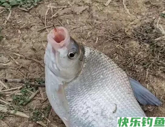 春季水库钓鳊鱼，掌握这几点，让你鱼口不断