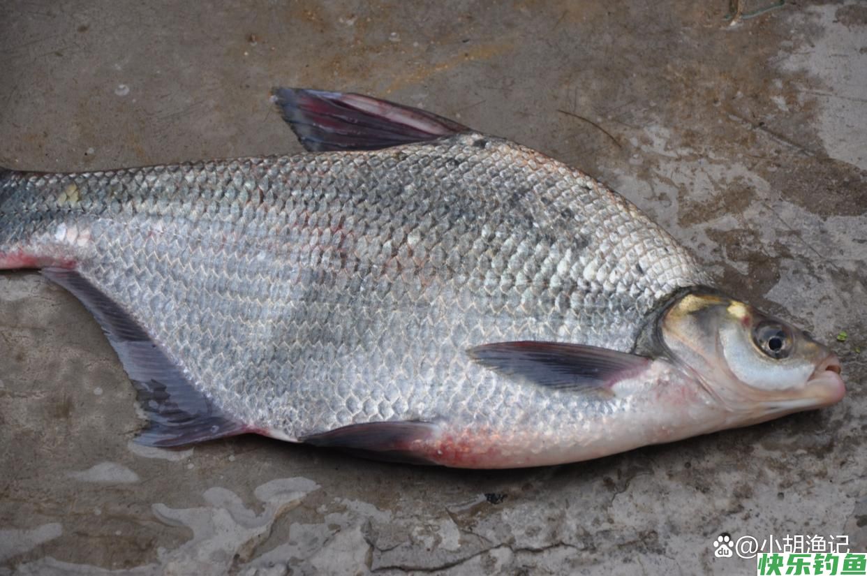 惊蛰前后钓鳊鱼，掌握这两个秘诀，每次都能