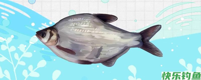 鳊鱼钓底还是钓浮，钓多深