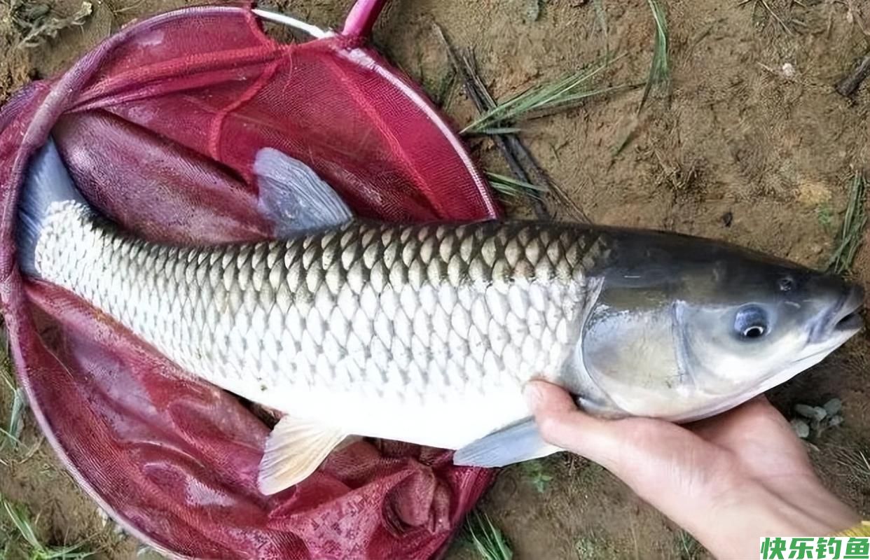 钓10种常见鱼类的鱼钩，鱼好不好钓，鱼钩