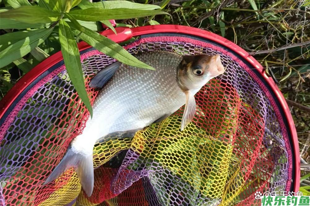 野钓鳊鱼，用这种“非常规”钓法，上鱼快人