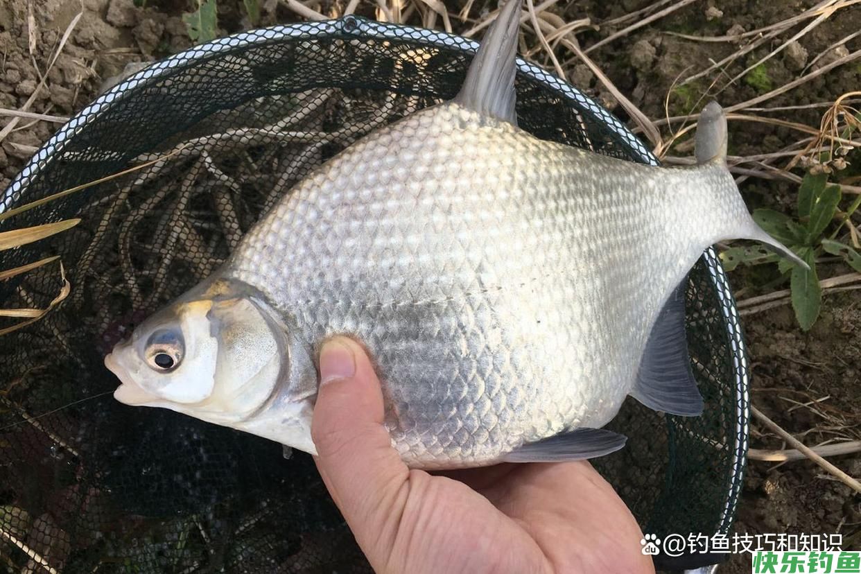 仲秋的鳊鱼最活跃，仲秋时钓鳊鱼的4个要点