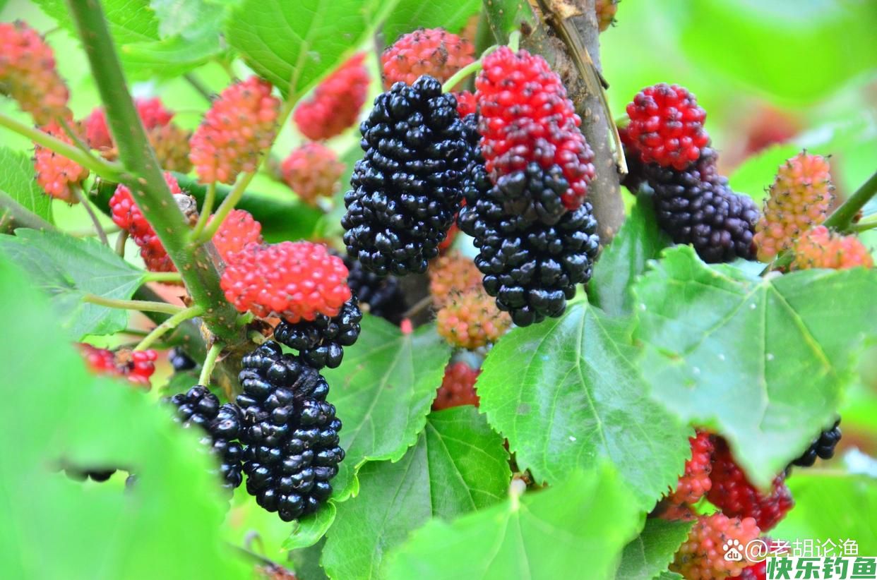 野钓鳊鱼方法很重要，分享4个钓鳊技巧，每