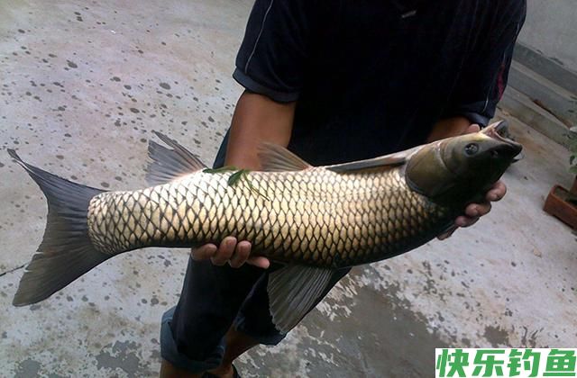 玉米饵用了20年，从未尝试过这种用法，鲫