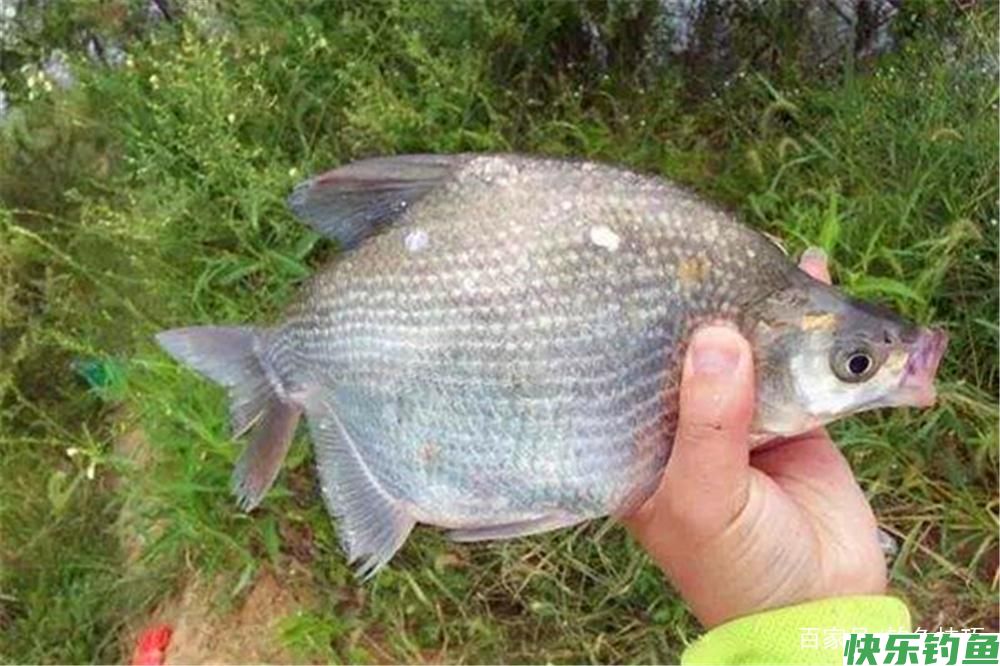 野钓必杀技：不同鱼有不同的最佳钓法，这些