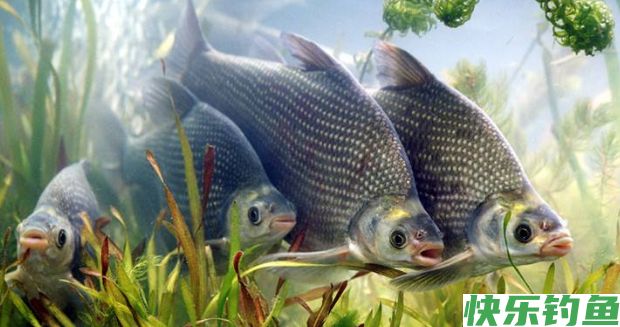 又到了鳊鱼垂钓的黄金时段，满满钓鳊鱼干货