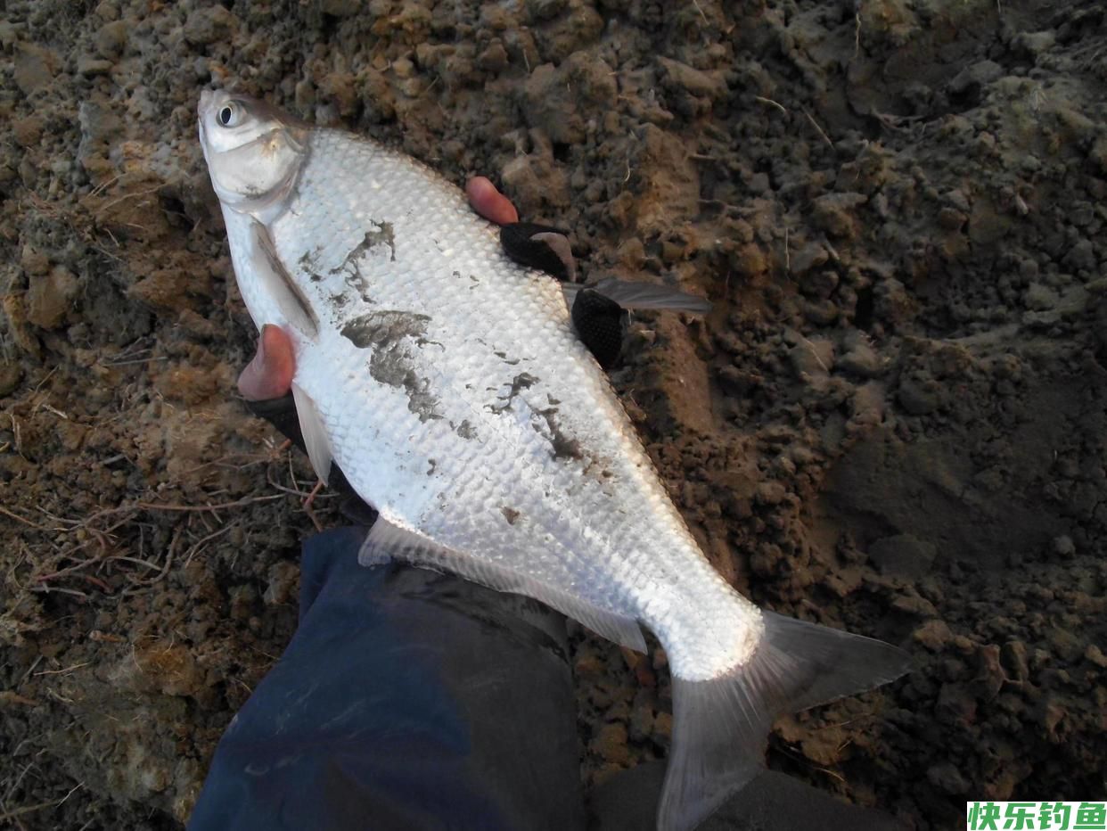 野钓鳊鱼：用这两种钓法，效果立刻不同，爆