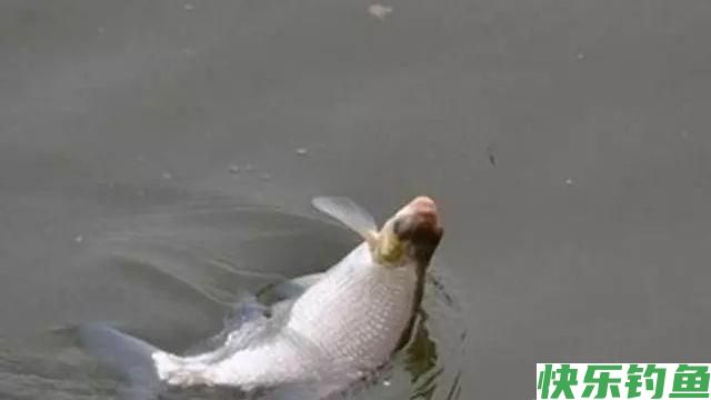 钓鳊鱼技巧及饵料(推荐)