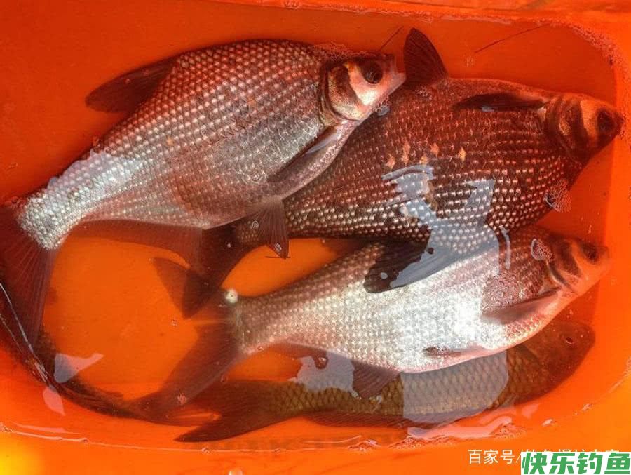 鳊鱼怎么钓？用什么饵料最好钓？