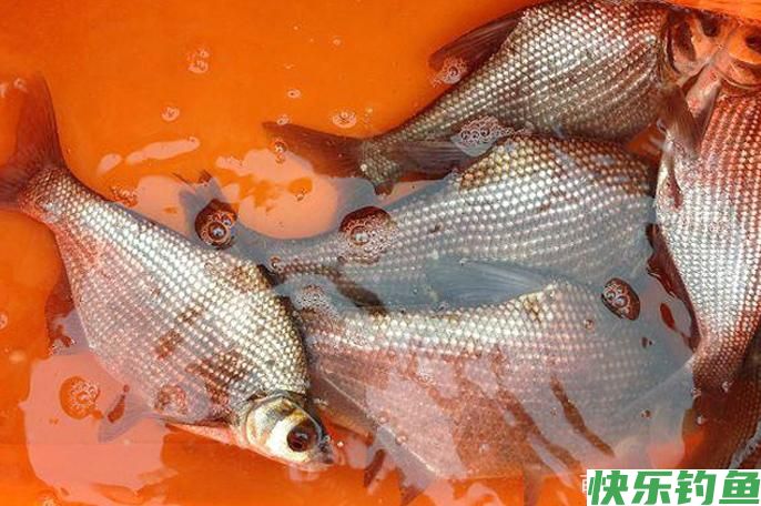 气温稳定回升，鳊鱼集群开始临岸觅食？春季