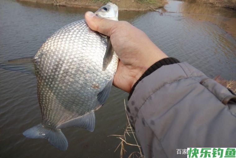 武昌鱼怎么钓？钓底还是钓浮？