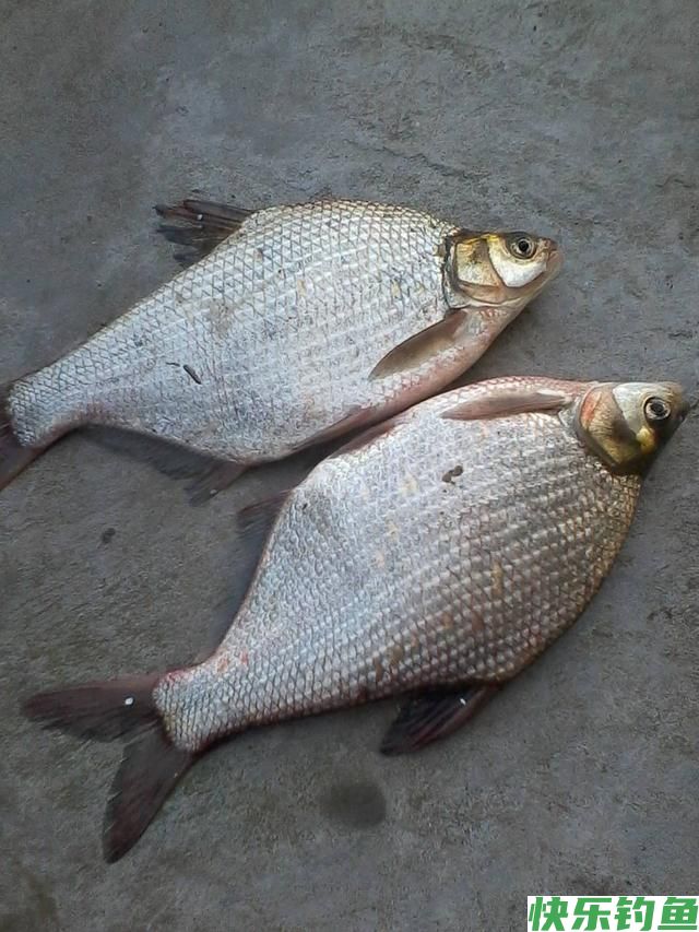 天冷钓鳊鱼技巧