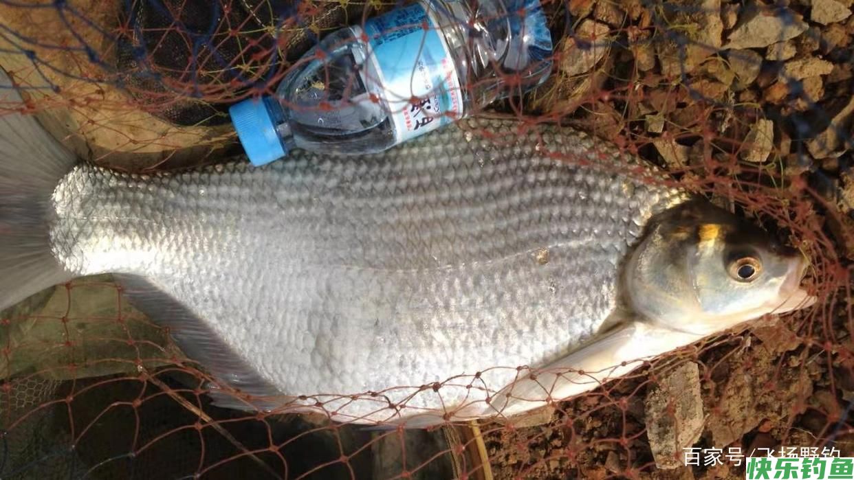 带上一棒嫩玉米，跟我去野钓鳊鱼吧