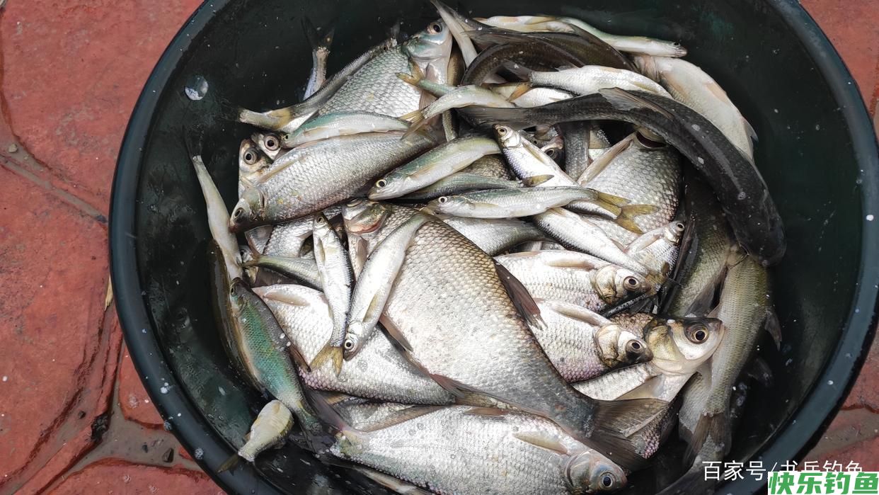 野钓鳊鱼时诱鱼方式，钓法选用，饵料搭配这