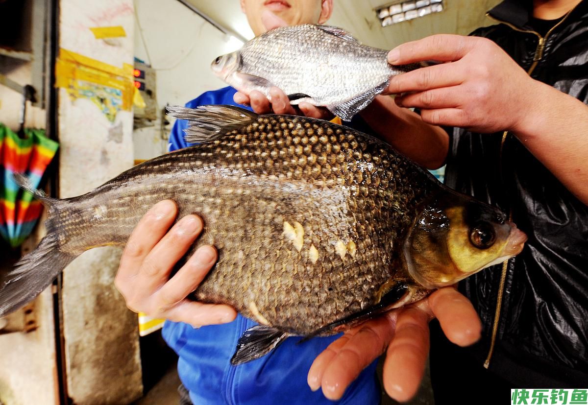 水库钓鳊鱼，这样选择饵料和钓法，让你鱼口