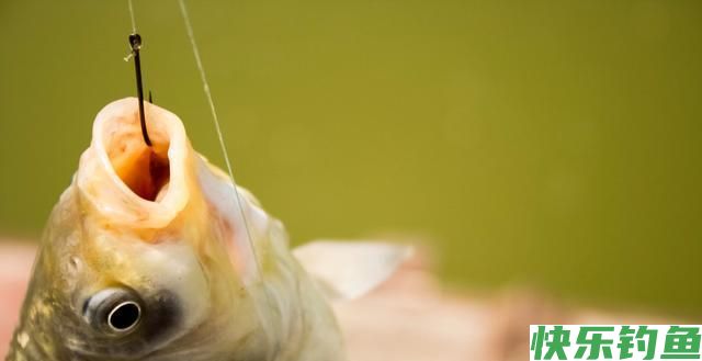 “小鳊鱼”鳑鲏很好钓？没有精准的调整改变