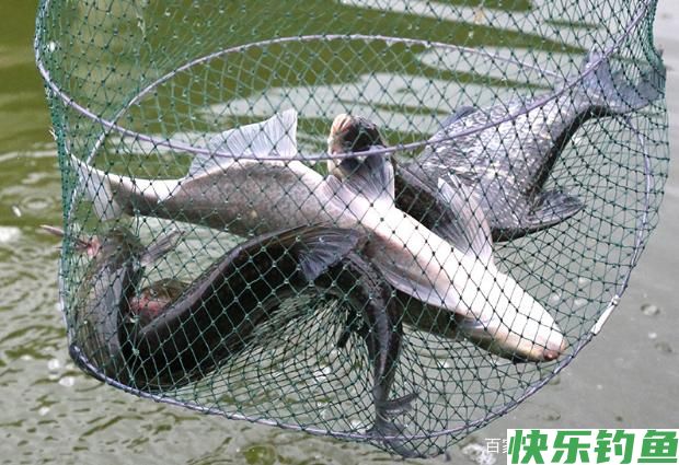垂钓鳊鱼的小技巧，知道了这些，连杆上鱼不