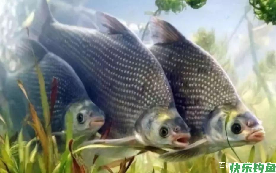 钓鳊“黑五月”？不是鳊鱼难钓获，而是你方