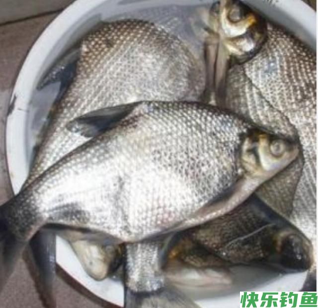 五六月份如何钓鳊鱼，如何用饵料