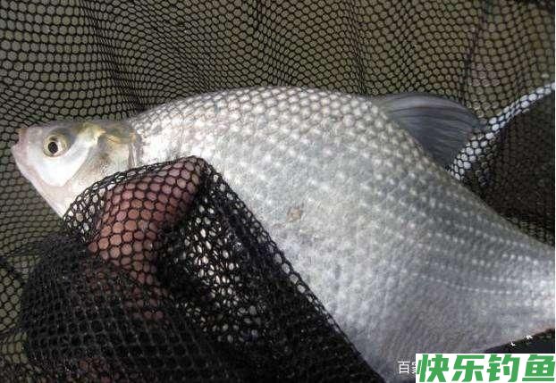 6月1日起，鳊鱼、马口、宽鳍鱲，在北京将