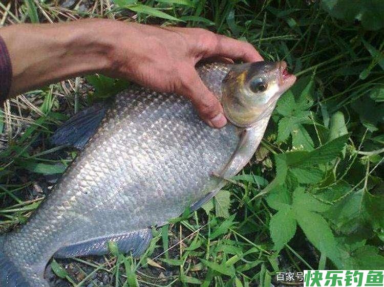 分析5个作钓技巧，让大水域野钓鳊鱼变简单