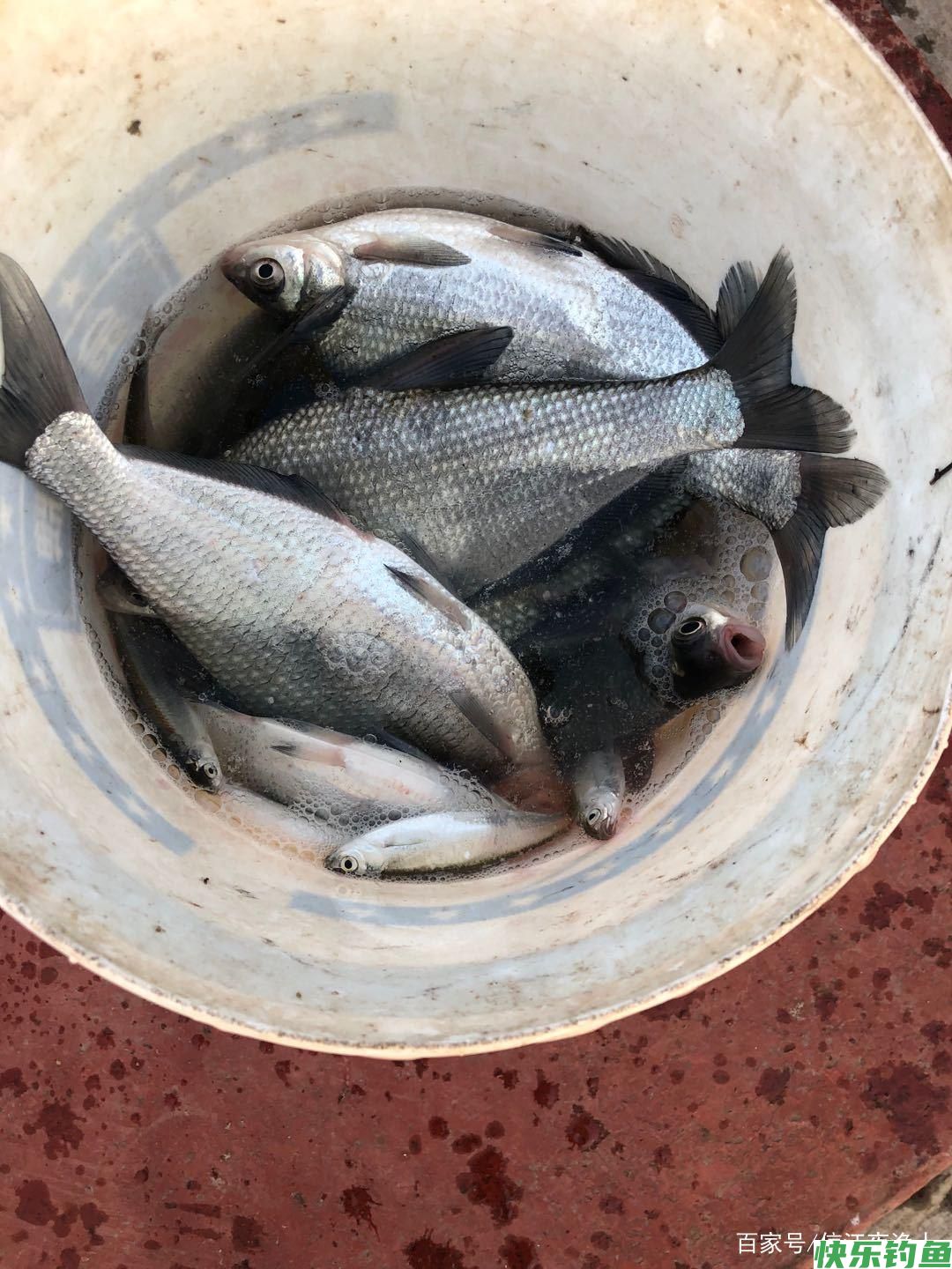 鳊鱼怎么钓？详细作钓方案来了