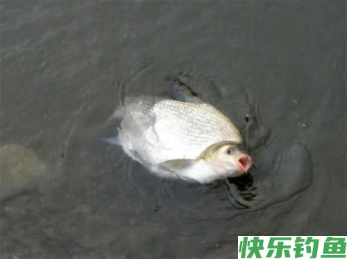 垂钓武昌鱼，选对钓鱼方法，不愁鱼儿不上钩