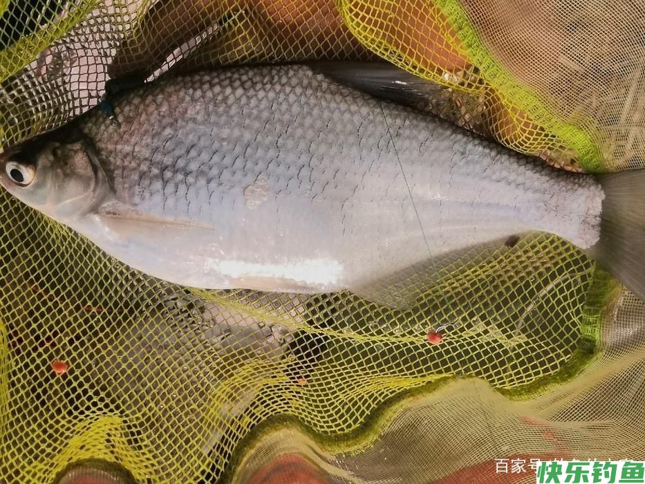 长江钓鱼，野钓鳊鱼分析教学，钓获20多斤