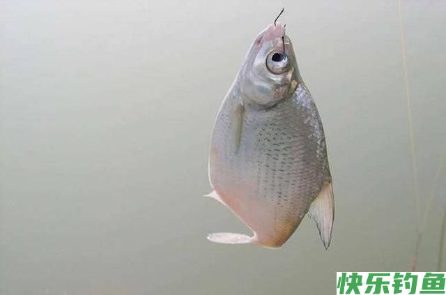 临近钓“大肚子”鳊鱼旺季，如何“爆护”？