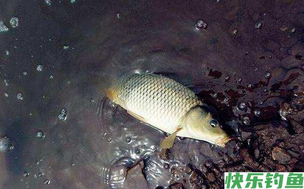 春季就只能钓鲫鱼吗？老钓友直言：这三种鱼