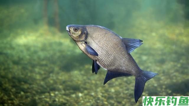 这种鱼有时候在水的上层，有时候在下层，我