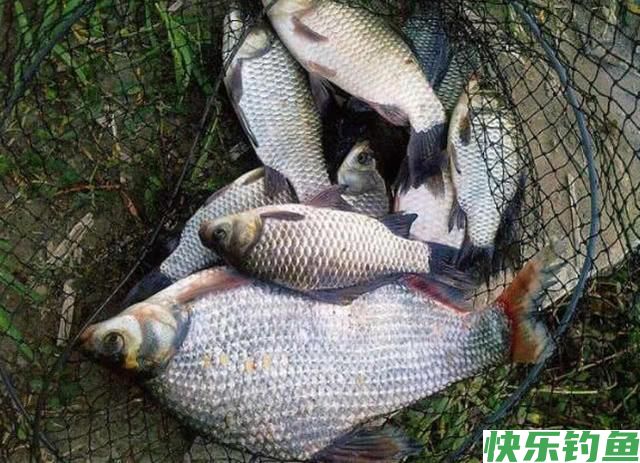 肉质细嫩鲜美的鱼中上品鳊鱼，该如何垂钓？