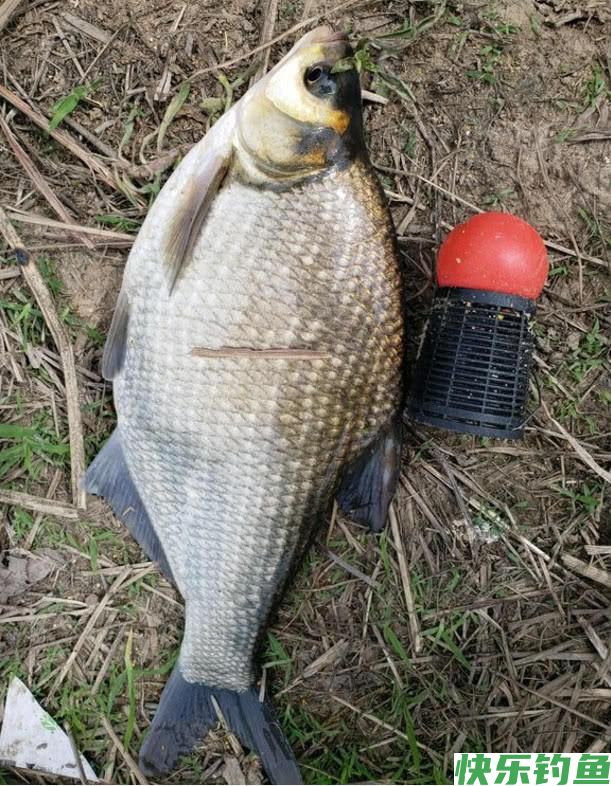 钓鳊鱼每次都只能钓一两条？做好这几个细节