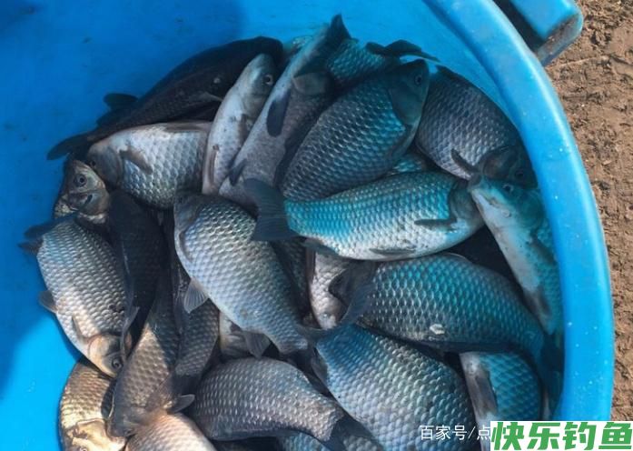 关于钓鳊鱼的技巧，不了解的可以进来看看，