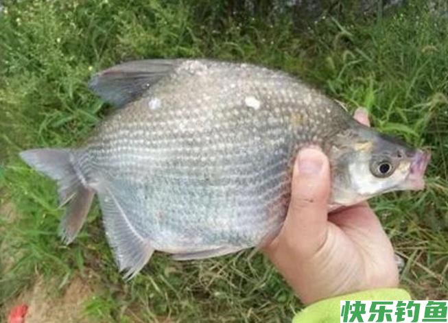 怎样垂钓鳊鱼？听听小编的介绍，绝对都是一