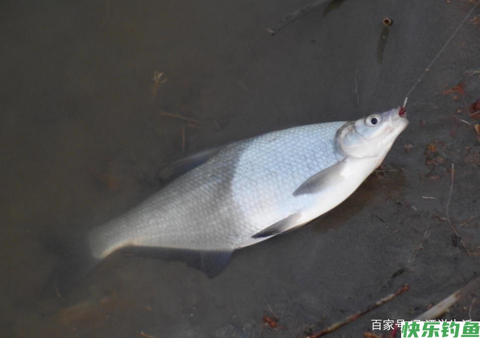 怎么样才能钓获鳊鱼，这几个小方法不能忽视