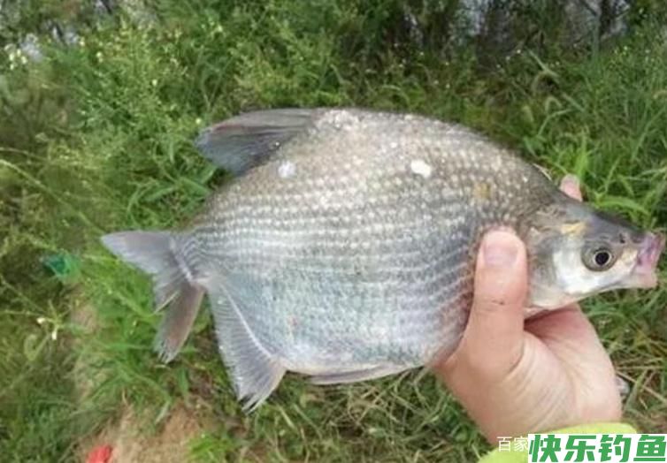 钓鳊鱼需要知道的一些小常识，跟我这样做，