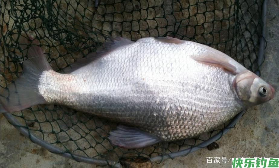 怎么垂钓鳊鱼？这些技巧需要知道，可以提升