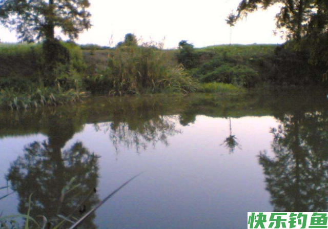 垂钓鳊鱼的经验和技巧，看看老钓友的分享，