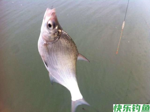 分享垂钓鳊鱼的小技巧，学以致用，不怕没有