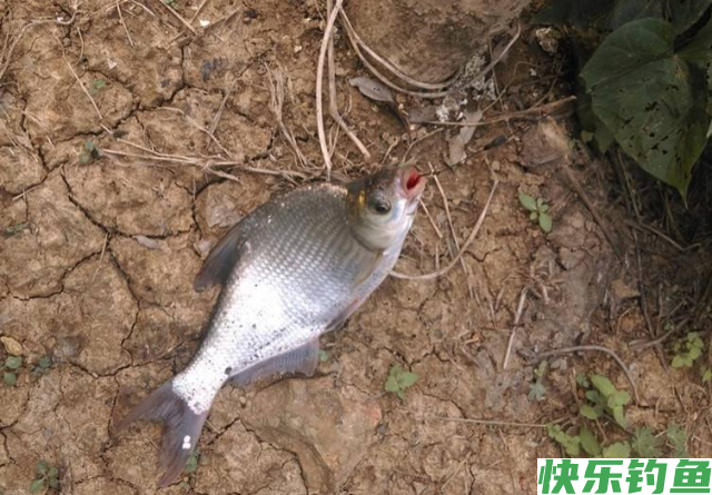 垂钓鳊鱼时，需要掌握哪些技巧？就来看看老