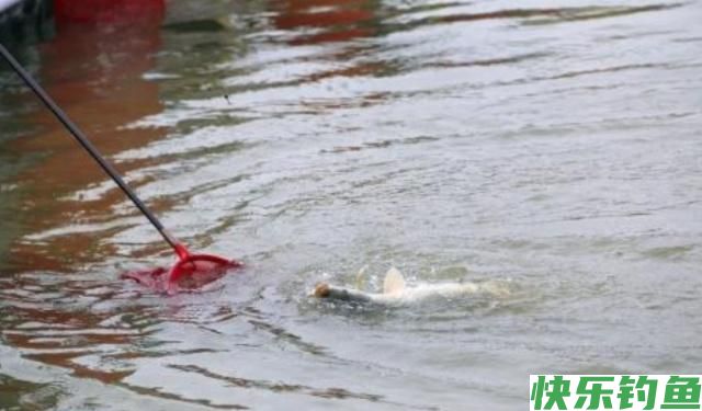 在野外垂钓鳊鱼，一定不要放过这些小技巧，
