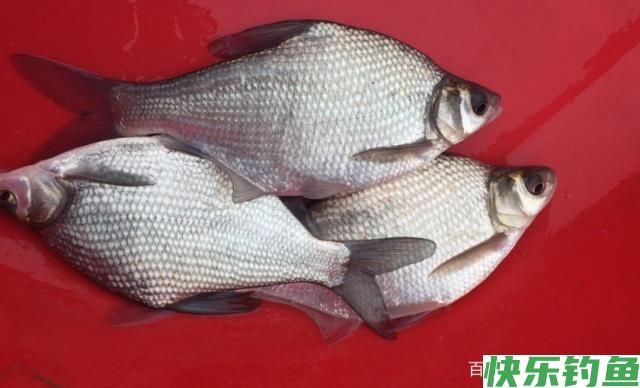野外垂钓鳊鱼不用愁，学会这些小技巧，让你