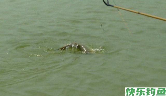 在野外垂钓鳊鱼的时候，一定要掌握这些方法